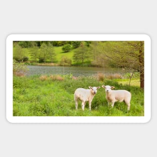 Spring lambs, Cotswolds Sticker